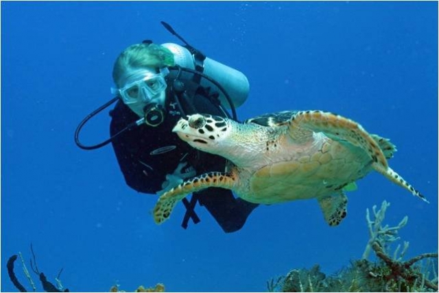 Inmersion en el caribe